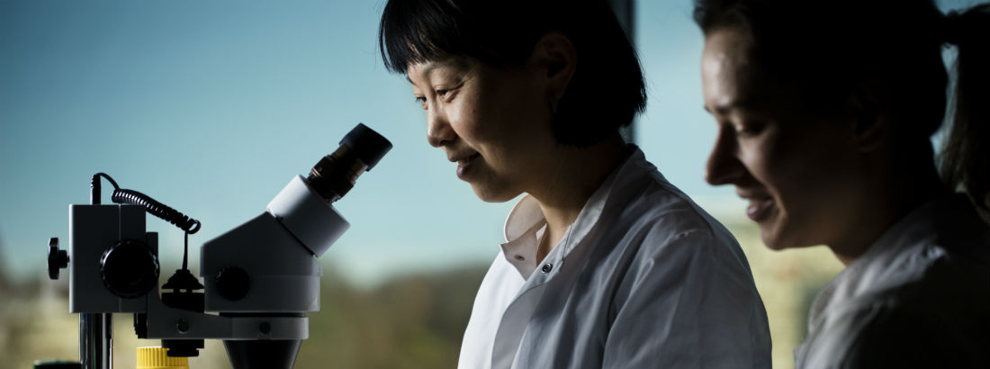 researcher working with microscope