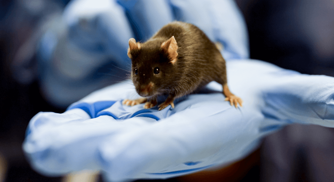 Mouse